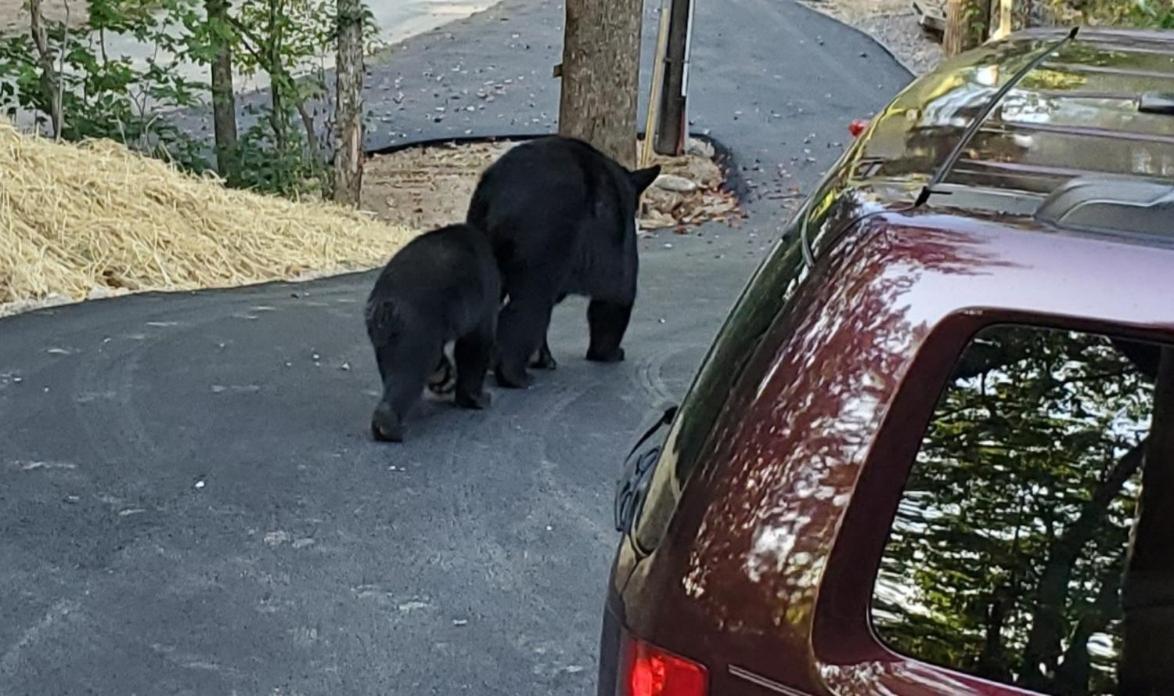 Can'T "Bear" To Leave Villa Sevierville Exterior foto
